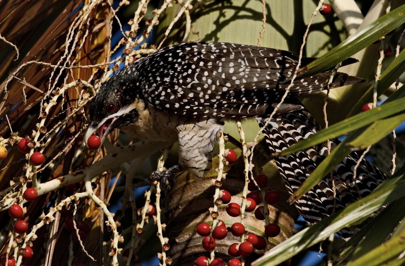 Eastern Koel Female